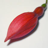 fuchsia flower