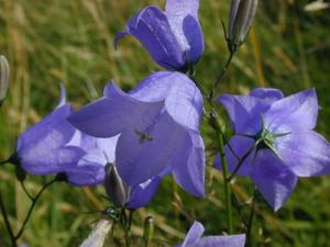 bluebells