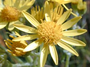 yellow flowers