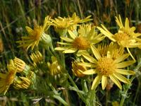 yellow flowers