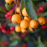 orange berries
