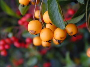 orange berries