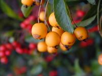 orange berries