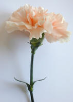 pink carnation