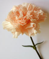 pink carnation