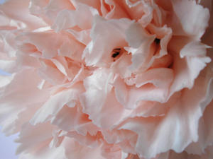 pink carnation