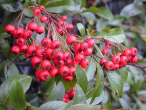 red berries