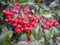 red berries