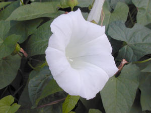 white flowers