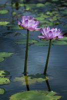 pink lilies with bees