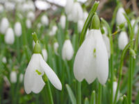 snowdrops