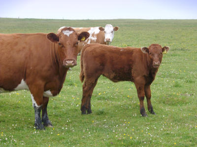 cattle in the highlands