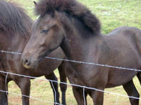 iceland horses