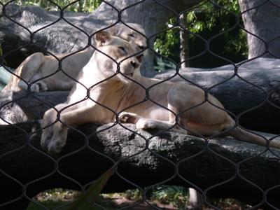 captive lions