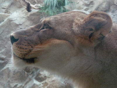 lions head