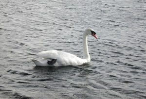 swan