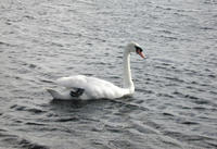 swan