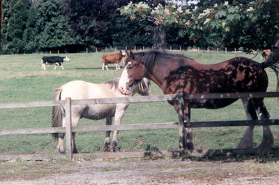 horse paddock