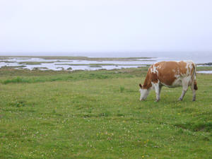 cattle in the highlands