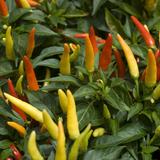 Thai Chilli Pepper Plant
