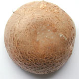 chestnut mushroom