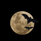 full moon with bats