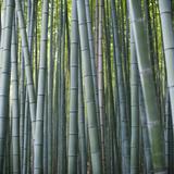 vertical bamboo background