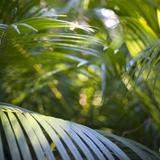 tropical rainforest vegetation