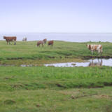 cattle in the highlands