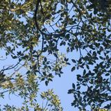 fig tree canopy