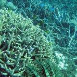 Reef Fish and Corals
