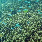 Reef Fish swimming