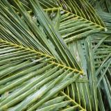 Cut and harvested palm fronds