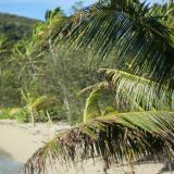 Coconut palm overlooking a secluded beach