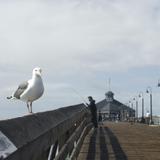 seagull imperial beach