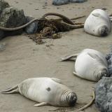 three sleepy seals