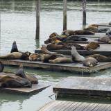 fishermans wharf seals