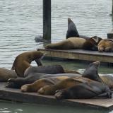 fishermans wharf seals