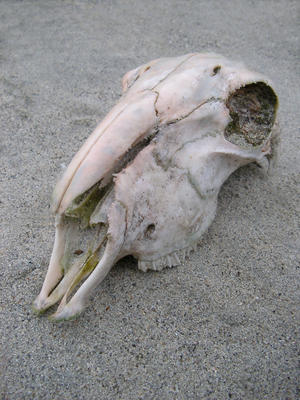dead animal skull