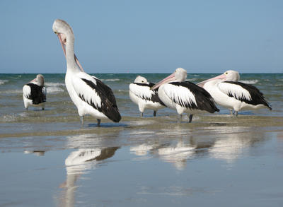 pelicans