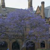 sydney university