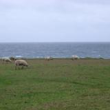 coast sheep
