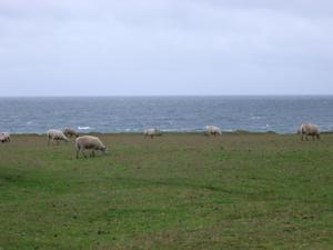coast sheep
