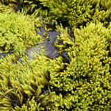 waterlogged moss