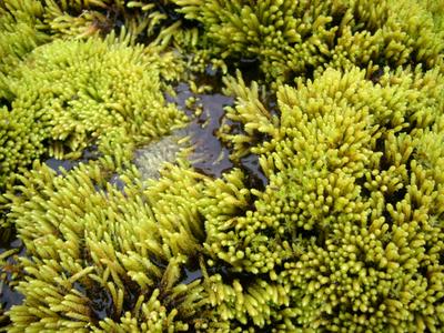 waterlogged moss