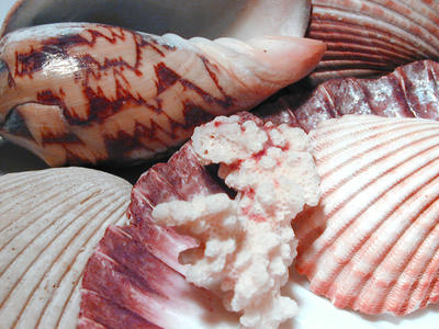 seashell arrangement