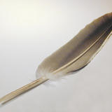 birds feather