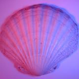 purple clam shell