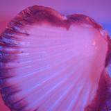 purple clam shell