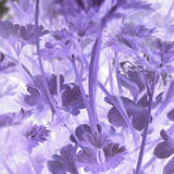purple parsley
